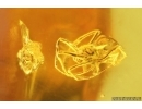 Rare Ant Formicidae Aphaenogaster Sommerfeldti, Spider, Coprolite and More. Fossil inclusions Baltic amber #12927