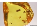 Rare Ant Formicidae Aphaenogaster Sommerfeldti, Spider, Coprolite and More. Fossil inclusions Baltic amber #12927