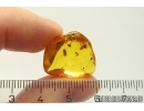 Rare Ant Formicidae Aphaenogaster Sommerfeldti, Spider, Coprolite and More. Fossil inclusions Baltic amber #12927