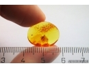 Spider Araneae. Fossil inclusion Baltic amber #12945