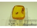 Rare Honey Bee Apoidea. Fossil insect in Baltic amber #12949