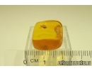 Rare Honey Bee Apoidea. Fossil insect in Baltic amber #12949