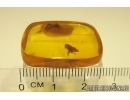 Rare Honey Bee Apoidea. Fossil insect in Baltic amber #12949