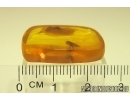 Rare Honey Bee Apoidea. Fossil insect in Baltic amber #12949