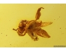 Rare Honey Bee Apoidea. Fossil insect in Baltic amber #12949