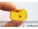 Rare Honey Bee Apoidea. Fossil insect in Baltic amber #12949