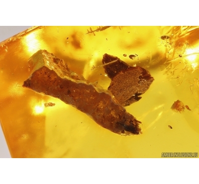 Plant and Piece of amber inside amber. Fossil inclusions Baltic amber #12950