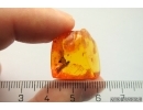 Plant and Piece of amber inside amber. Fossil inclusions Baltic amber #12950