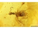 Two Millipedes Polyxenidae, Ant and Aphid. Fossil inclusions in Baltic amber #12956