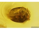 Rare Bark Beetle Cybocephalidae Cybocephalus. Fossil inclusion Baltic amber #12965