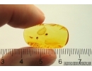 Rare Bark Beetle Cybocephalidae Cybocephalus. Fossil inclusion Baltic amber #12965
