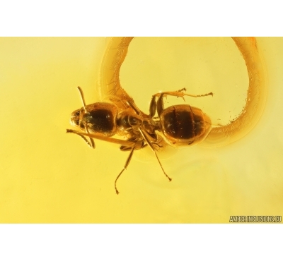 Ant Formicidae Ctenobethylus goepperti, Spider Beetle Ptinidae and More. Fossil insects Baltic amber #12974