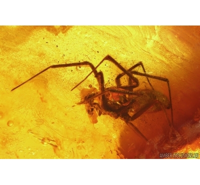 Spider Araneae Linyphiidae. Fossil inclusion in Baltic amber stone #12978