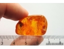 Spider Araneae Linyphiidae. Fossil inclusion in Baltic amber stone #12978