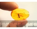 Ant Formicidae Gesomyrmex hoernesi. Fossil insect Baltic amber #12988