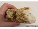 Unique White Color, Genuine BALTIC AMBER Stone. 475 grams. #st-019