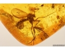 Flower, Fungus gnat, Wasp & More. Fossil inclusions Baltic amber #13002