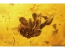 Flower, Fungus gnat, Wasp & More. Fossil inclusions Baltic amber #13002