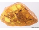 Rare Fungi Mycelium! Fossil inclusion in Baltic amber #13005