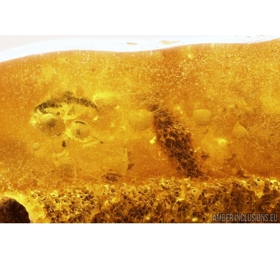 Rare Fungi Mycelium! Fossil inclusion in Baltic amber #13005