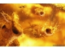 Rare Fungi Mycelium! Fossil inclusion in Baltic amber #13005