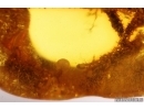 Rare Fungi Mycelium! Fossil inclusion in Baltic amber #13005