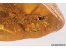 Rare Fungi Mycelium! Fossil inclusion in Baltic amber #13005