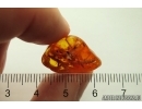 Rare Fungi Mycelium! Fossil inclusion in Baltic amber #13005