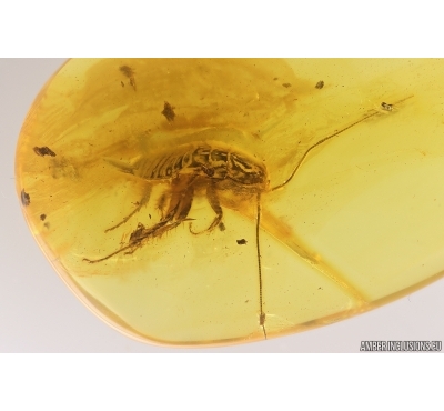 Big 20mm Cockroach Blattaria. Fossil insect in Baltic amber #13007