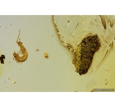Rare Centipede Symphyla, Mite Acari and Coprolite. Fossil inclusions in Baltic amber #13008