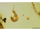 Rare Centipede Symphyla, Mite Acari and Coprolite. Fossil inclusions in Baltic amber #13008