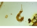 Rare Centipede Symphyla, Mite Acari and Coprolite. Fossil inclusions in Baltic amber #13008