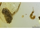 Rare Centipede Symphyla, Mite Acari and Coprolite. Fossil inclusions in Baltic amber #13008