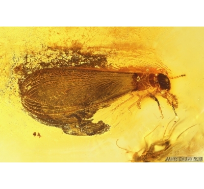 Big Termite Isoptera and Long-legged fly Dolichopodidae. Fossil inclusions Baltic amber #13009