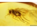 Big Termite Isoptera and Long-legged fly Dolichopodidae. Fossil inclusions Baltic amber #13009