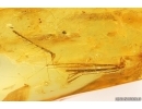 Rare Dragonfly Fragments, Odonata. Fossil inclusions in Baltic amber stone #13011