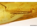 Rare Dragonfly Fragments, Odonata. Fossil inclusions in Baltic amber stone #13011