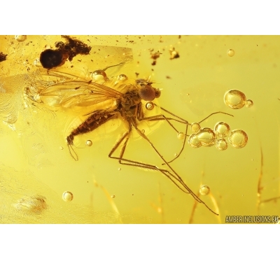 Nice Rare Long-legged fly Dolichopodidae Wheelerenomyia probably New Spec. Fossil Inclusion Baltic amber #13014