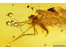 Nice Rare Long-legged fly Dolichopodidae Wheelerenomyia probably New Spec. Fossil Inclusion Baltic amber #13014