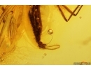 Nice Rare Long-legged fly Dolichopodidae Wheelerenomyia probably New Spec. Fossil Inclusion Baltic amber #13014