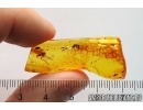 Nice Rare Long-legged fly Dolichopodidae Wheelerenomyia probably New Spec. Fossil Inclusion Baltic amber #13014