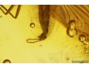 Nice Rare Long-legged fly Dolichopodidae Wheelerenomyia probably New Spec. Fossil Inclusion Baltic amber #13014