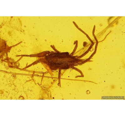 Nice Mite Acari and More. Fossil inclusions in Baltic amber #13020