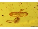 Nice Mite Acari and More. Fossil inclusions in Baltic amber #13020