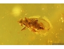 Nice Mite Acari and More. Fossil inclusions in Baltic amber #13020