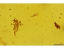 Nice Mite Acari and More. Fossil inclusions in Baltic amber #13020