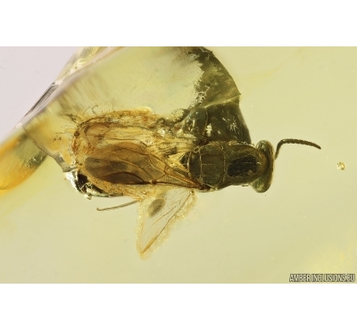 Flat Wasp Bethylidae. Fossil inclusion Baltic amber #13023