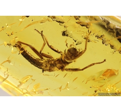 Walking stick Phasmatodea. Fossil inclusion in Baltic amber #13024