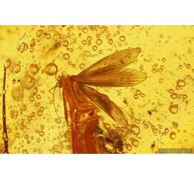 4 Caddisflies, Ant, Spider, Springtail, Mite and More. Fossil inclusions Baltic amber #13025
