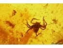 4 Caddisflies, Ant, Spider, Springtail, Mite and More. Fossil inclusions Baltic amber #13025